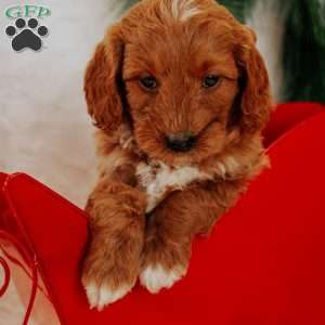 Angel, Mini Goldendoodle Puppy