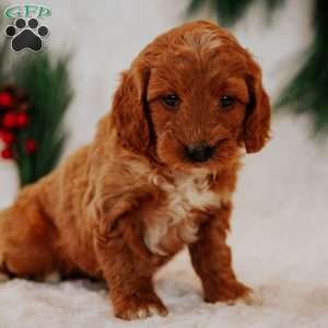 Angel, Mini Goldendoodle Puppy