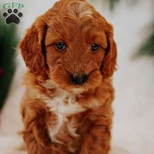 Angel, Mini Goldendoodle Puppy