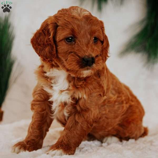 Angel, Mini Goldendoodle Puppy