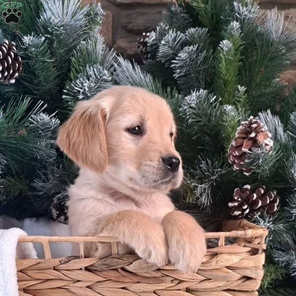 Gigi, Golden Retriever Puppy