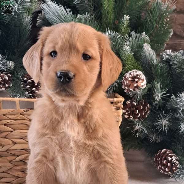 Cosmo, Golden Retriever Puppy