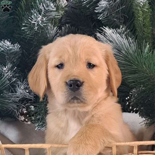 Reed, Golden Retriever Puppy