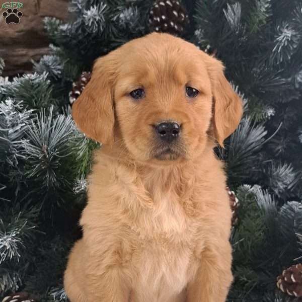 Tiara, Golden Retriever Puppy