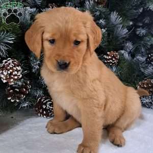 Tiara, Golden Retriever Puppy