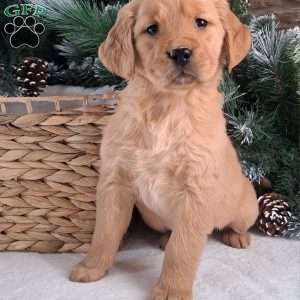 Tiara, Golden Retriever Puppy