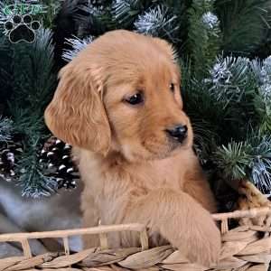 Tiara, Golden Retriever Puppy