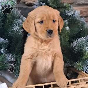 Tiara, Golden Retriever Puppy