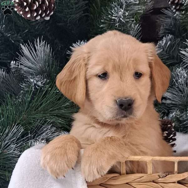 Brinkley, Golden Retriever Puppy