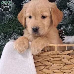 Brinkley, Golden Retriever Puppy