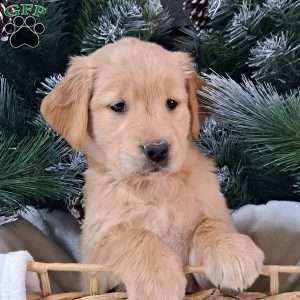 Brinkley, Golden Retriever Puppy