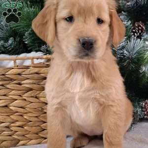 Brinkley, Golden Retriever Puppy