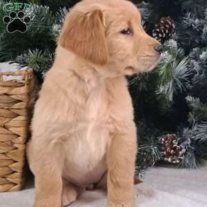 Brinkley, Golden Retriever Puppy