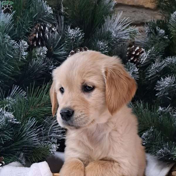 Royal, Golden Retriever Puppy