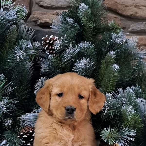 Abby, Golden Retriever Puppy