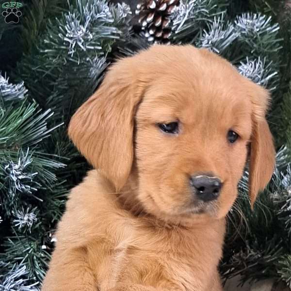 Loki, Golden Retriever Puppy