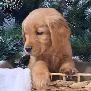 Loki, Golden Retriever Puppy