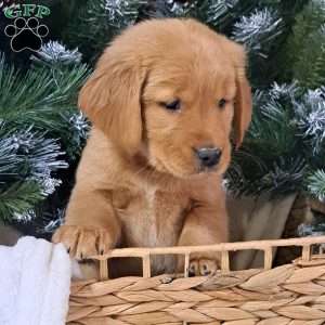 Loki, Golden Retriever Puppy