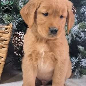 Loki, Golden Retriever Puppy