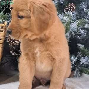 Loki, Golden Retriever Puppy