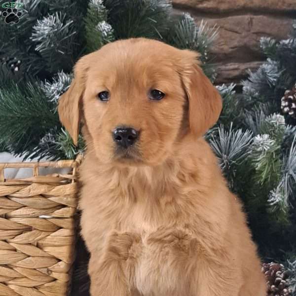 Sammy, Golden Retriever Puppy