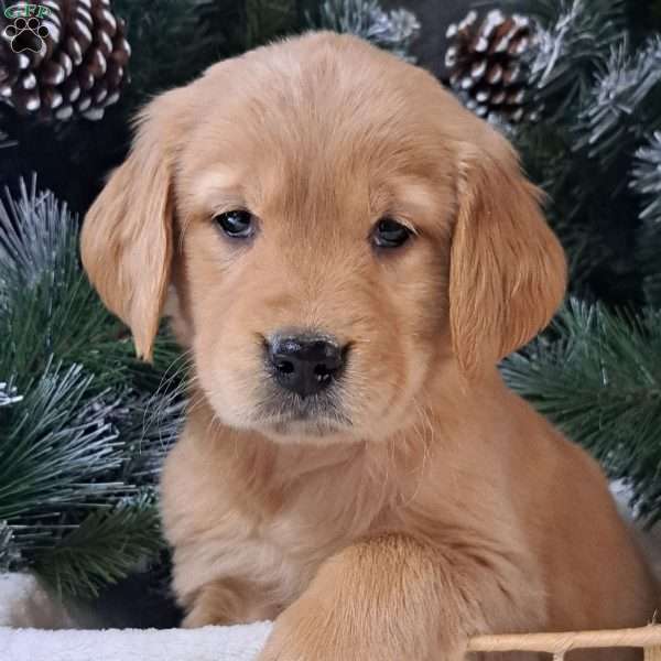 Coco, Golden Retriever Puppy