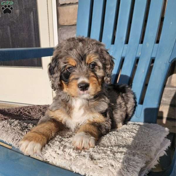 Cookie, Bernedoodle Puppy