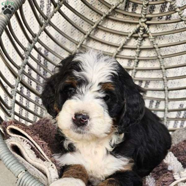 Ginger, Bernedoodle Puppy