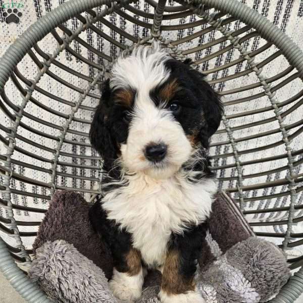 Abby, Bernedoodle Puppy