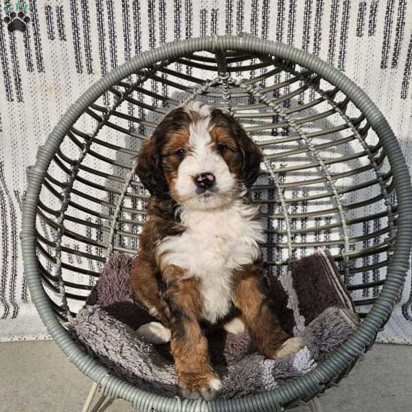 Izzy, Bernedoodle Puppy