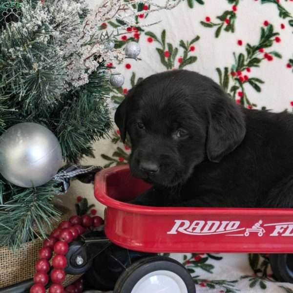 Star, Golden Labrador Puppy