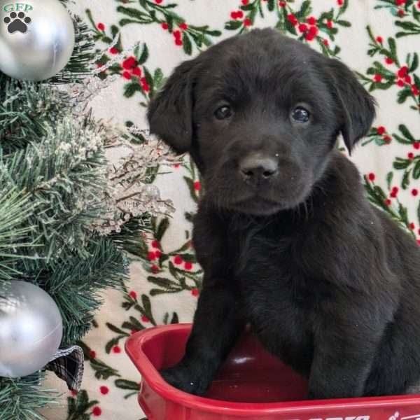 Sugar, Golden Labrador Puppy