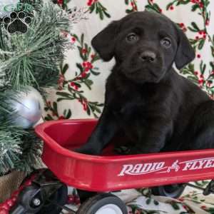 Sparkle, Golden Labrador Puppy