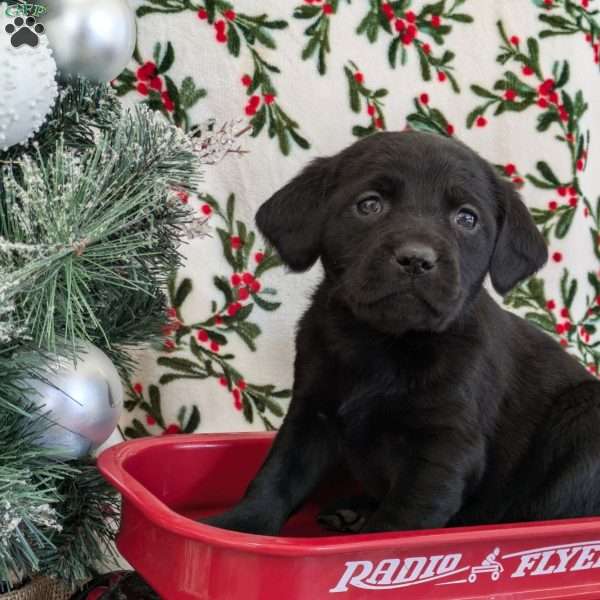 Sparkle, Golden Labrador Puppy