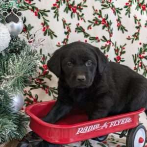 Snowy, Golden Labrador Puppy