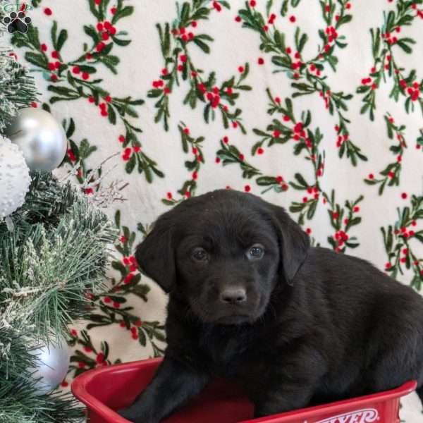 Snowy, Golden Labrador Puppy