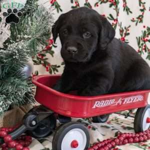 Silver, Golden Labrador Puppy