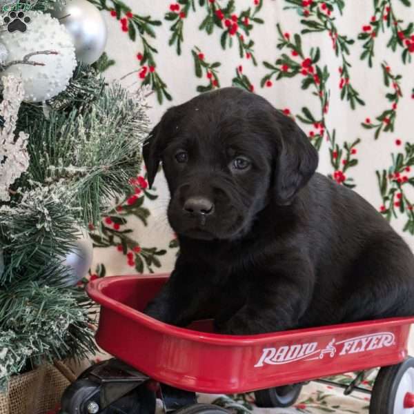 Silver, Golden Labrador Puppy