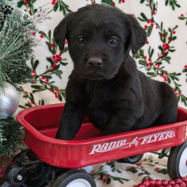 Spirit, Golden Labrador Puppy