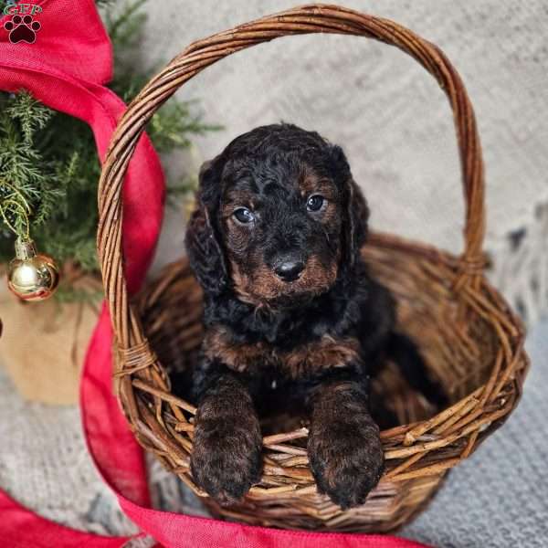 Gunner, Mini Goldendoodle Puppy