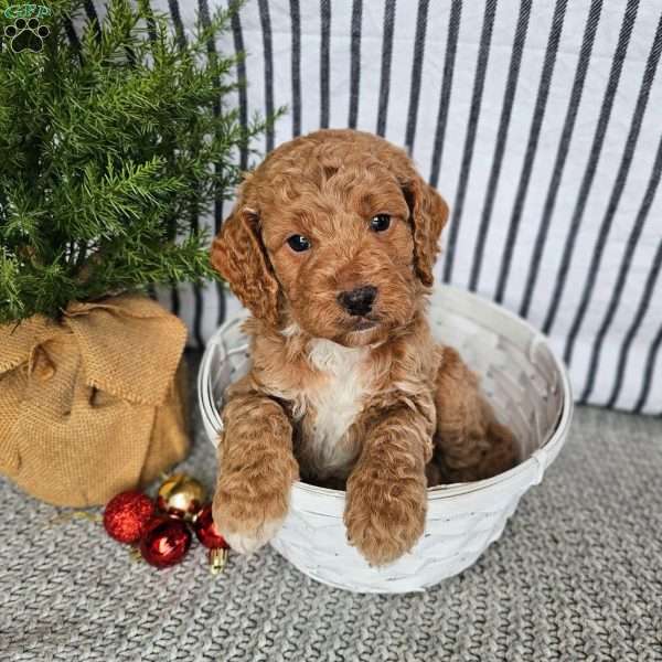 Ginger Snap, Mini Goldendoodle Puppy