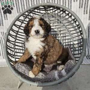 Izzy, Bernedoodle Puppy