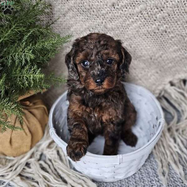 Gloria, Mini Goldendoodle Puppy