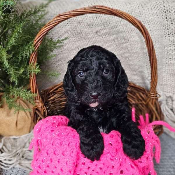 Gina, Mini Goldendoodle Puppy