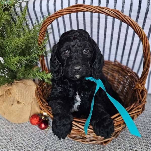 Gabriel, Mini Goldendoodle Puppy