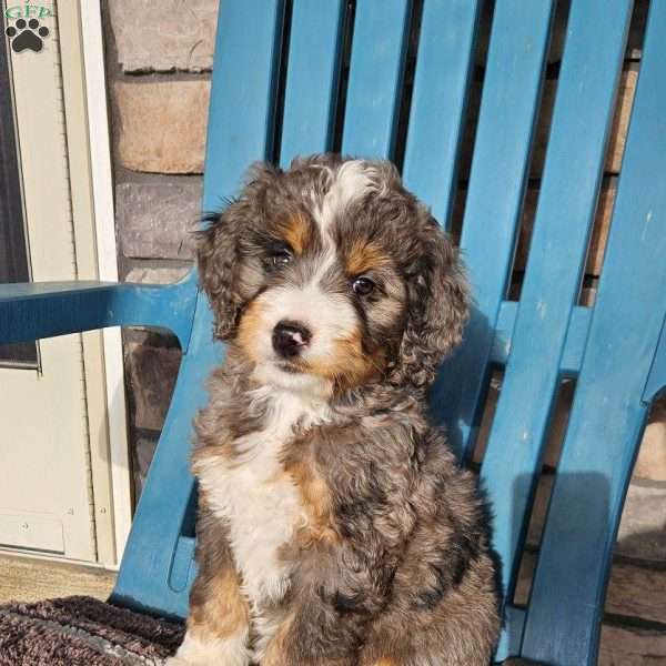 Holly, Bernedoodle Puppy