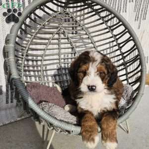 Izzy, Bernedoodle Puppy