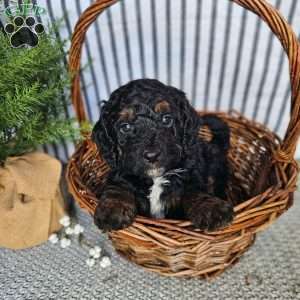 Glacier, Mini Goldendoodle Puppy