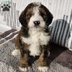 Izzy, Bernedoodle Puppy