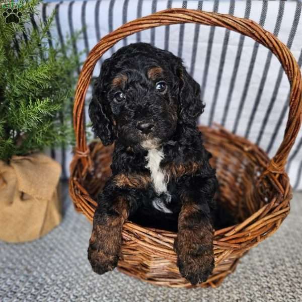 Glacier, Mini Goldendoodle Puppy